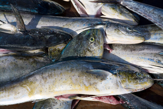 Dolphin and KIngfish