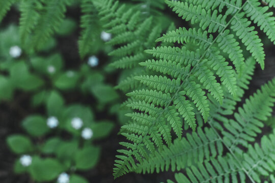 Bracken Fern (Pteridium aquilinum) Leaves