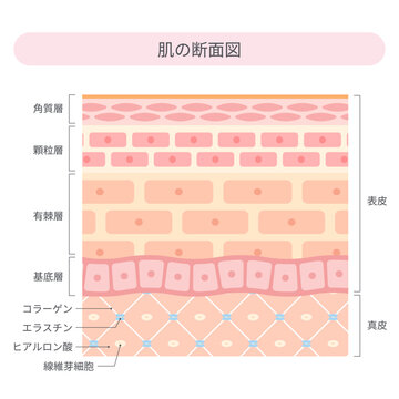 肌の断面図と皮膚構造の解説イラスト・表皮と真皮のスキンケア基礎知識