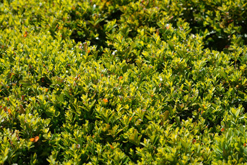 Fototapeta premium A green fence of bright small green leaves making natural background motive.