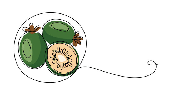 One line drawing of feijoa fruits with color accent on transparent background and copy space.