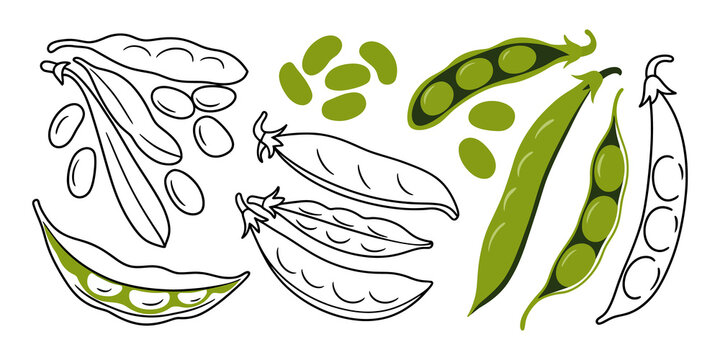 Green peas, pea pods, vector illustration, line art, food icons, vegetable set