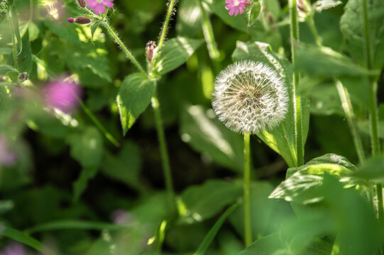 Pusteblume, L&ouml;wenzahn Taraxacum officinale mit Flugsamen im Gegenlicht vor unscharfem Gr&uuml;n der roten Lichtnelke Silene dioica