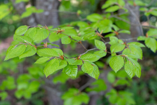 European beech Fagus sylvatica common beech with fresh green spring leaves