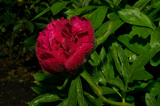 Sch&ouml;ne gro&szlig;e Pfingstrosenbl&uuml;te 