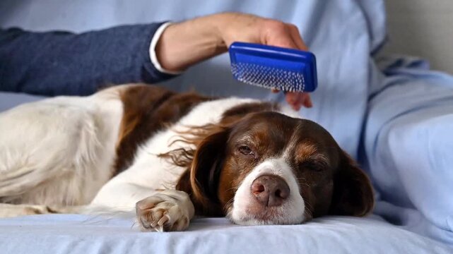 English Springer Spaniel dog being gently groomed with slicker brush while looking at camera showing calm pet care routine at home