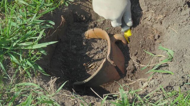A gloved treasure hunter digs with a yellow trowel around clay pot buried in the soil, revealing its contents of coins, while green grass surrounds the site, demonstrating the process of archaeology