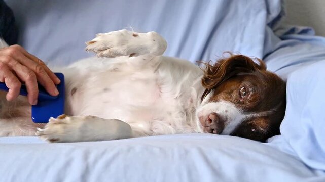 English Springer Spaniel dog lying on its side receiving gentle belly brushing with slicker brush in calm home pet care grooming routine