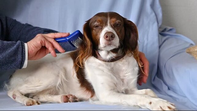 English Springer Spaniel dog lying on sofa during grooming session with slicker brush showing natural relaxed behavior and everyday home pet care routine