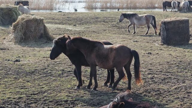 Two Dark Wild Konik Horses Walking and Interacting in a Herd