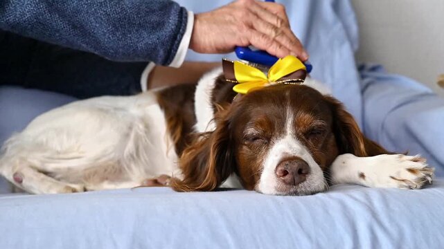 Happy English Springer Spaniel dog with yellow ribbon enjoying gentle grooming at home showing trust and emotional bond with owner in cozy lifestyle scene