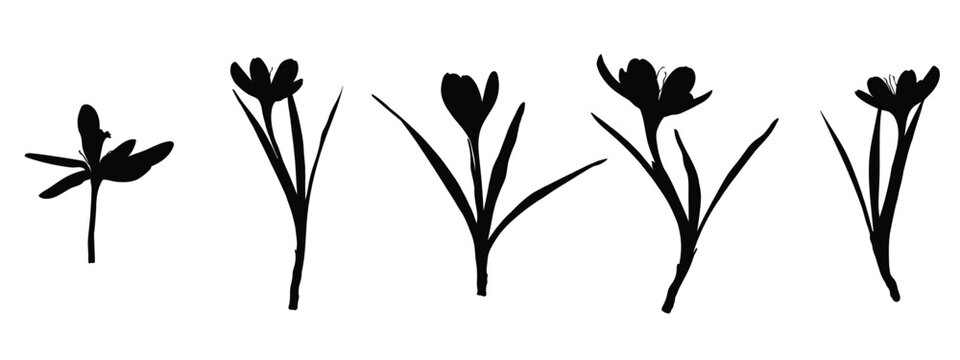 Crocus or saffron flowers silhouette big set. Floral botanical flowers. Isolated illustration element. Vector hand drawing wildflower for background, texture, wrapper pattern, frame or border.