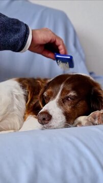 Relaxed English Springer Spaniel dog on cozy home sofa during grooming routine and pet wellness care with owner using slicker brush