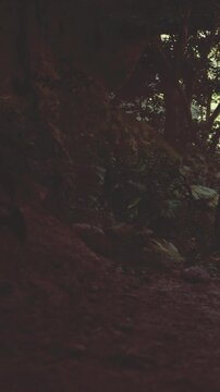 A forest path appears in the darkness of night with trees and bushes lining the route. Soft light highlights parts of the landscape, creating shadows among the foliage.