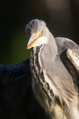 Fototapeta premium Close-up of grey heron with detailed plumage and soft light against dark blurred background, elegant wildlife portrait.
