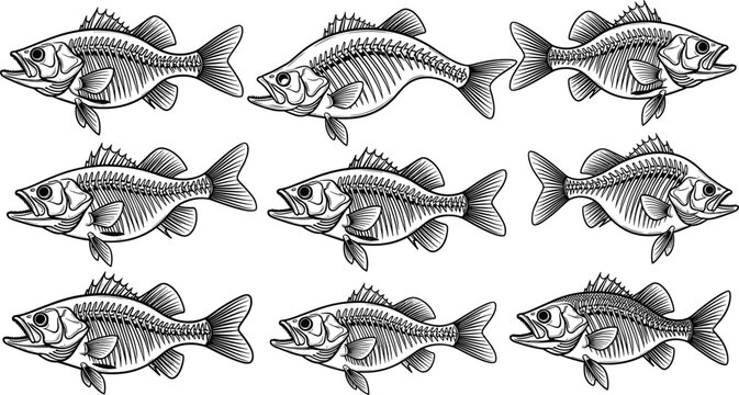 Detailed black and white fish skeleton vector set featuring anatomy illustrations for fishing badges t-shirt designs and scientific marine biology graphics isolated on white background