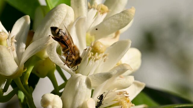 Close-up of a bee collecting pollen from white orange blossoms in spring. Biological agriculture. Environmental protection and biodiversity. Footage.