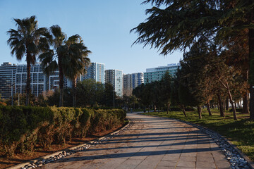 Fototapeta premium Park pathway with palm trees and modern apartment buildings in the background, sunlit outdoor scene, calm walkway, natural colors, lush greenery, urban calm