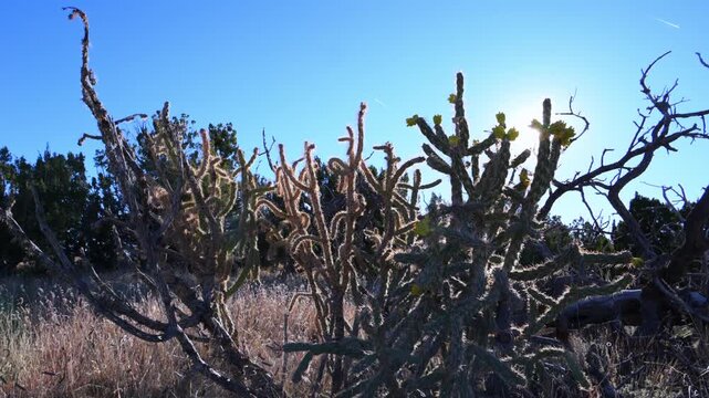 A cholla cactus (genus Cylindropuntia), commonly referred to as cane cholla or buckhorn cholla, in El Malpais National Monument