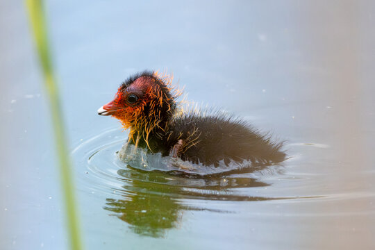 Eurasian Coot Chick Growing Up