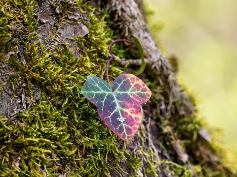red-green cloverleaf on a tree