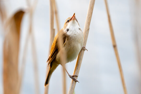 Common Reed Warbler