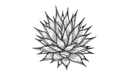Detailed illustration of an agave plant © MdShakib