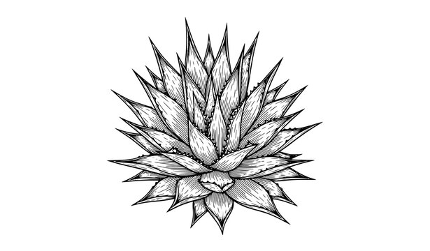 Detailed illustration of an agave plant