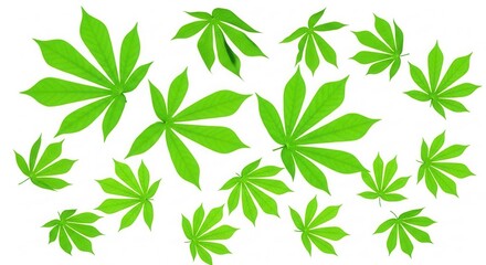 Fototapeta premium Vibrant Green Cassava Leaves Arranged Artistically Against White