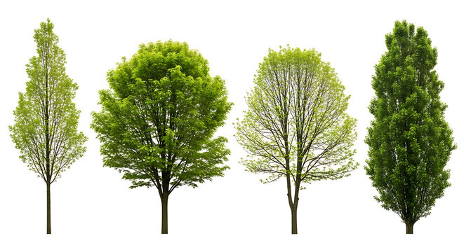 Collection of four different green deciduous trees with fresh foliage isolated on white background isolated deciduous environment outdoors collection botanical landscape