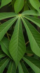 Fototapeta premium Vibrant Green Cassava Leaves Unfurling Nature's Intricate Design Detailed Close Up Macro View