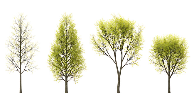 Four deciduous trees with varying foliage isolated on white background deciduous isolated environment branches landscape rendering collection