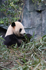 Obraz premium Giant panda eating bamboo leaves at Dujiangyan Panda Valley, Sichuan Province of China