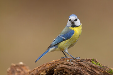Modraszka (Cyanistes caeruleus) © Grzegorz