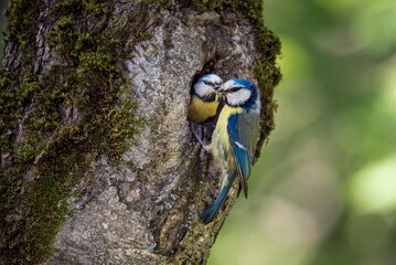 Eurasian blue tit bird feeding chick in tree hollow nest. Wild avian parent caring for offspring. Spring wildlife photography capturing natural behavior and animal habitat in forest environment. © OlegKovalevich