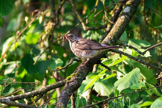 Fieldfare bird perched on a tree branch holding an earthworm in its beak. Wildlife creature in natural habitat. Feeding behavior and avian survival concept in summer forest environment.