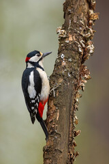 dzięcioł duży (Dendrocopos major) © Grzegorz