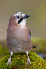 Sójka (Garrulus glandarius)  © Grzegorz