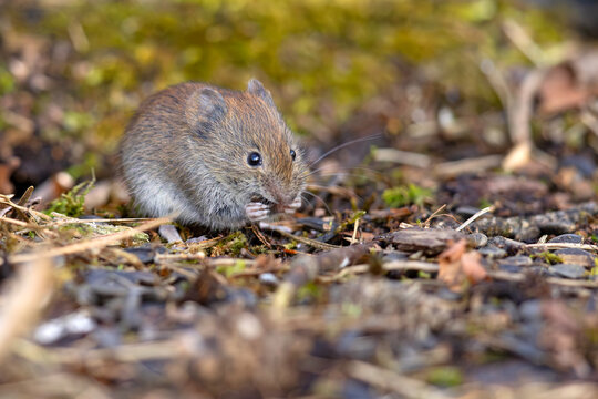 Nornica ruda (Clethrionomys glareolus)