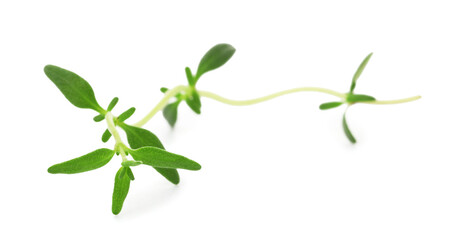 Obraz premium Twig of fresh thyme isolated on white