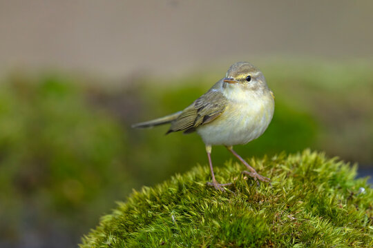 Piecuszek (Phylloscopus trochilus)