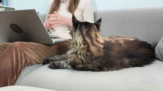 Maine coon cat lies on sofa while owner uses laptop during video call at home. Large fluffy feline observes calm remote communication scene indoors. Lifestyle concept of virtual work and