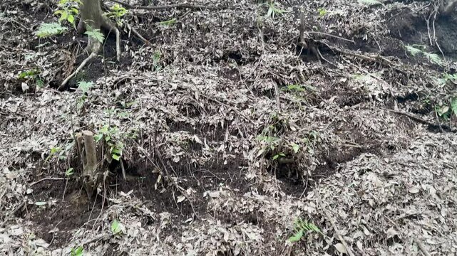 Forest floor covered in dry leaves and twigs