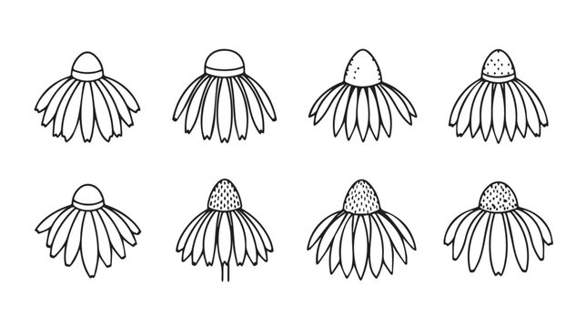 Eight diverse Echinacea flower heads in a clean line art style on a white background