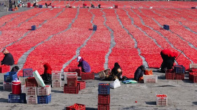Egyptian women workers sorting and sun-drying vast carpet of red tomatoes on black tarps near Luxor, Egypt, with plastic crates, colorful clothing, traditional rural agriculture scene.