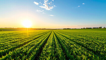 Obraz premium Beautiful golden hour landscape, expansive green plantation field stretching to the horizon under a clear bright blue sky, warm golden sunlight