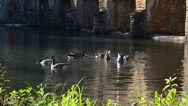 Crossville, Tennessee, USA, Canadian geese Branta canadensis swim in autumn near the shore of the reservoir