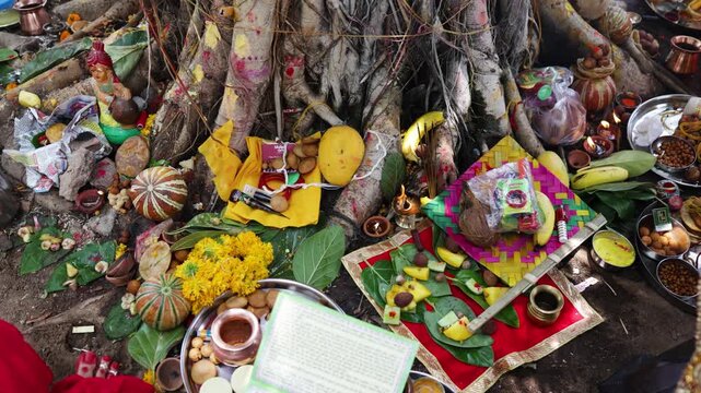 traditional puja arrangement with diyas coconuts and offerings at sacred tree base on vat savitri