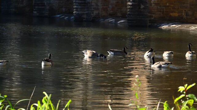 Crossville, Tennessee, USA, Canadian geese Branta canadensis swim in autumn near the shore of the reservoir