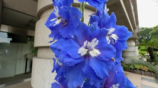 Vibrant blue flowers sway gently in urban park setting